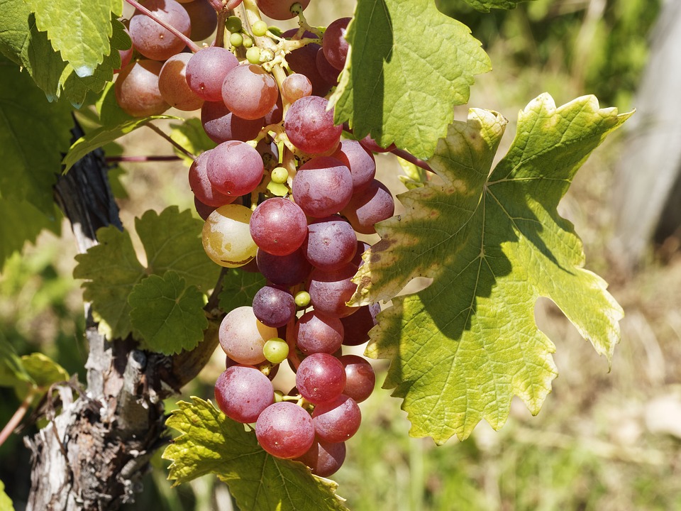 Vineyards of India