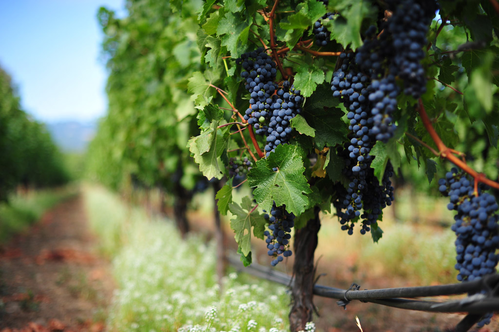 vineyards