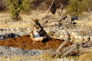 Wildlife of India